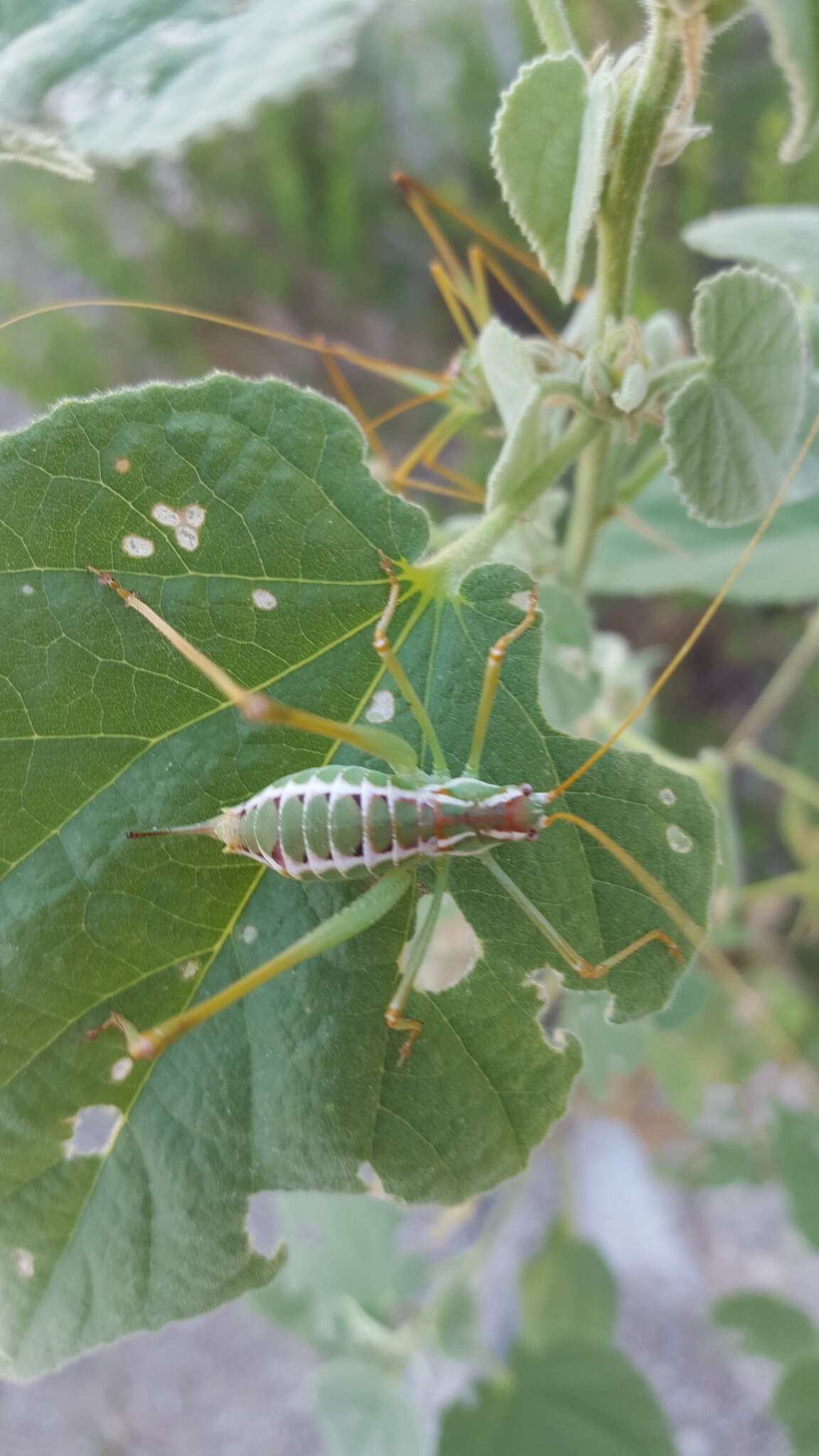 Image of Common Short-winged Katydid