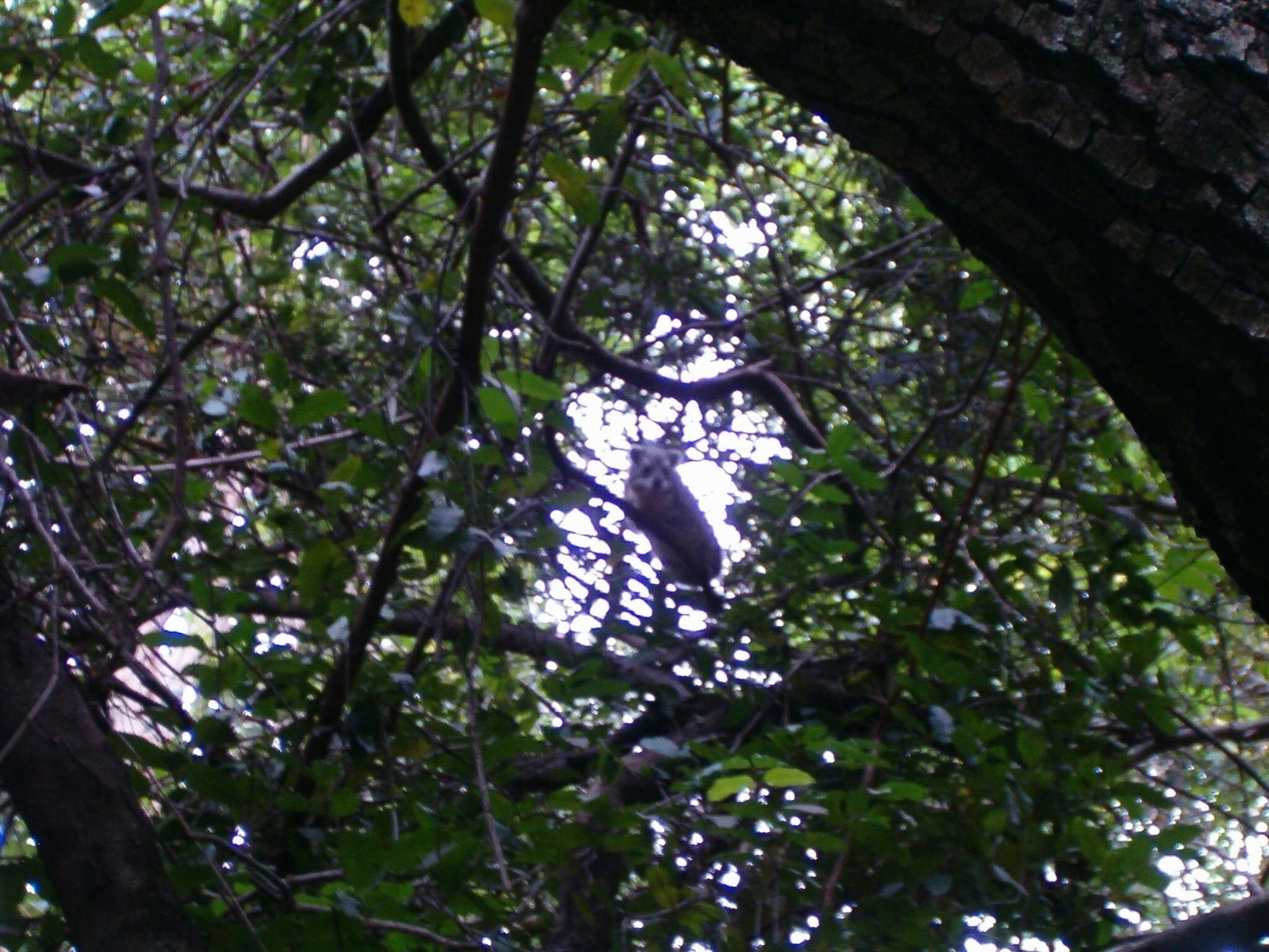 Image of Bush Hyrax