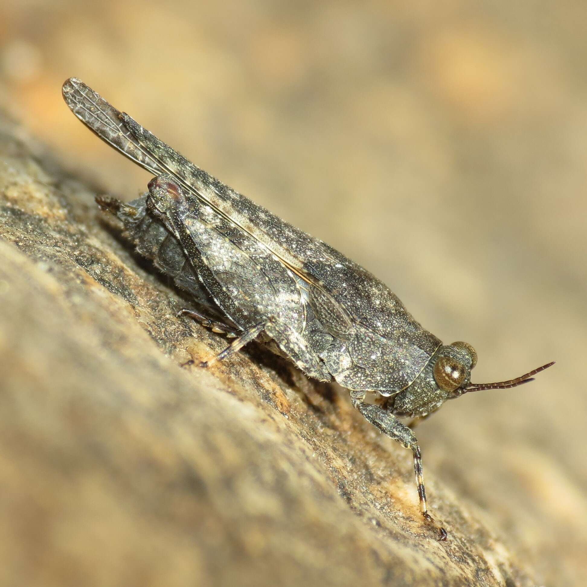 Image of Aztec Pygmy Grasshopper