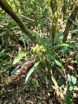 Image of Gomesa planifolia (Lindl.) Klotzsch ex Rchb. fil.