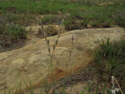 Imagem de Gladiolus permeabilis subsp. edulis (Burch. ex Ker Gawl.) Oberm.