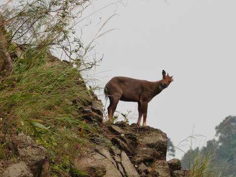 Image of goral