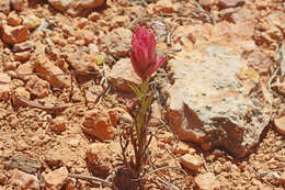 Plancia ëd Castilleja revealii N. H. Holmgren