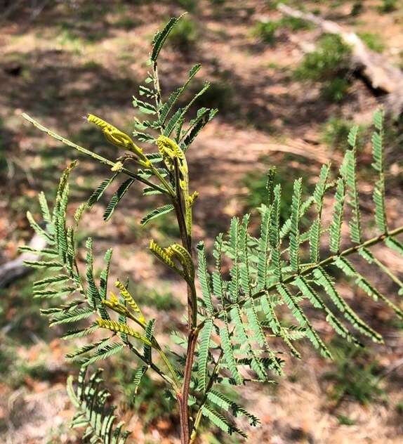 Sivun Acacia deanei (R. T. Baker) M. B. Welch, Coombs & McGlynn kuva