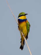 Image of Blue-breasted Bee-eater