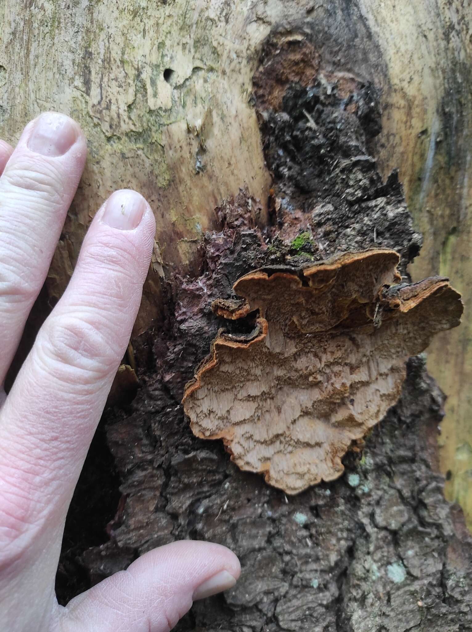 Image of Phellinus chrysoloma (Fr.) Donk 1971