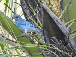 Image of Glaucous Tanager