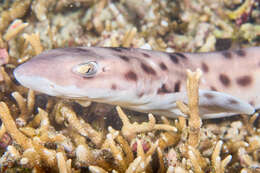 Image of Spotted-belly catshark