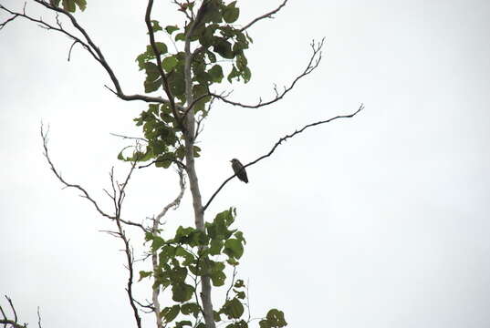 Image of Sunda Pygmy Woodpecker