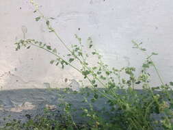 Image of Grey Goosefoot