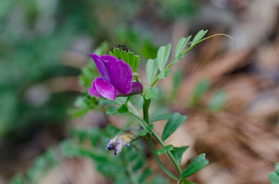 Imagem de Vicia pyrenaica Pourr.