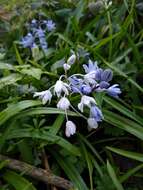 Image of Scilla bithynica Boiss.