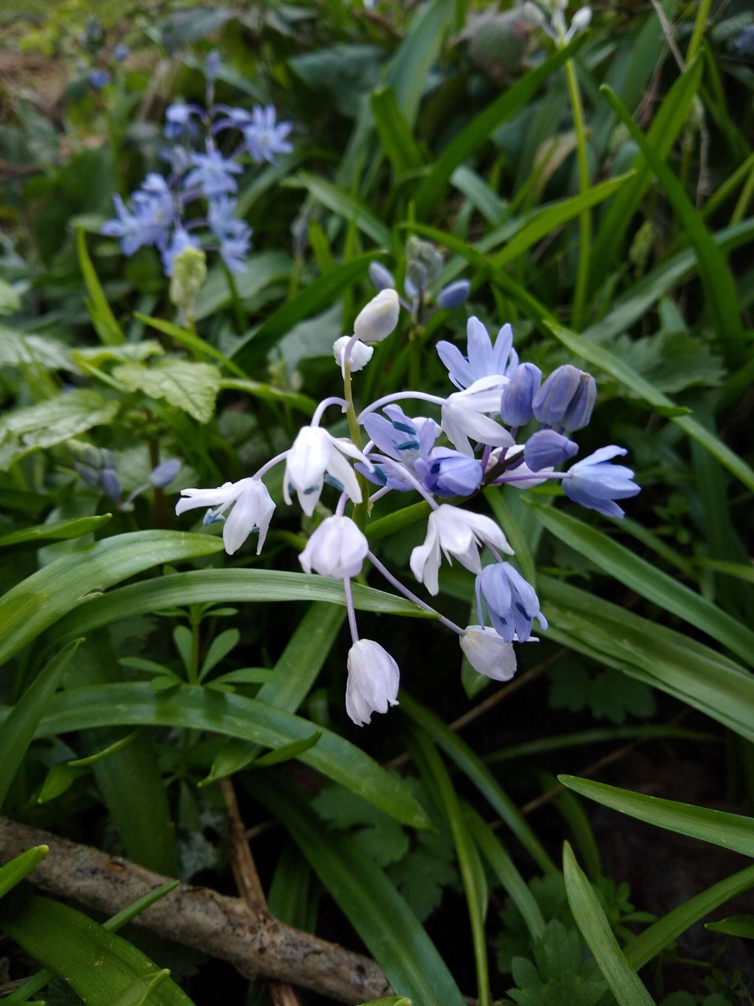 Image of Scilla bithynica Boiss.