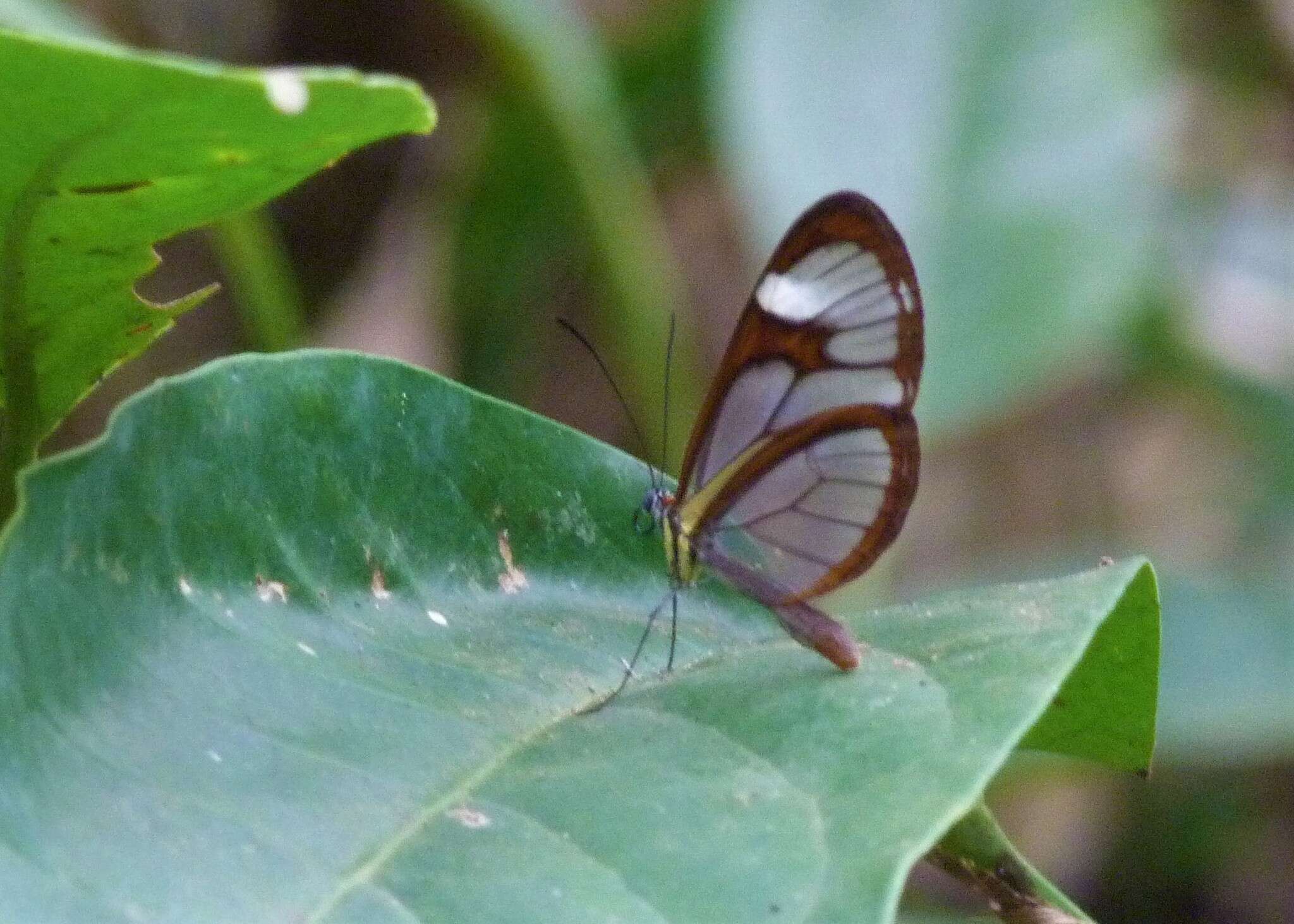 Image of Ithomia agnosia Hewitson 1854