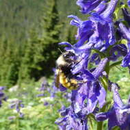 Imagem de Bombus appositus Cresson 1879