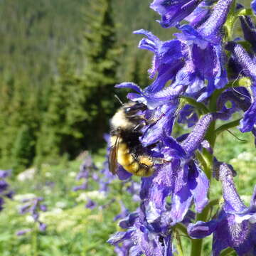 Слика од Bombus appositus Cresson 1879