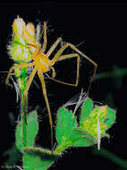 Image of Peucetia cayapa Santos & Brescovit 2003