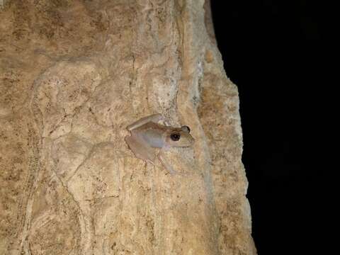 Image of Yucatan Rainfrog