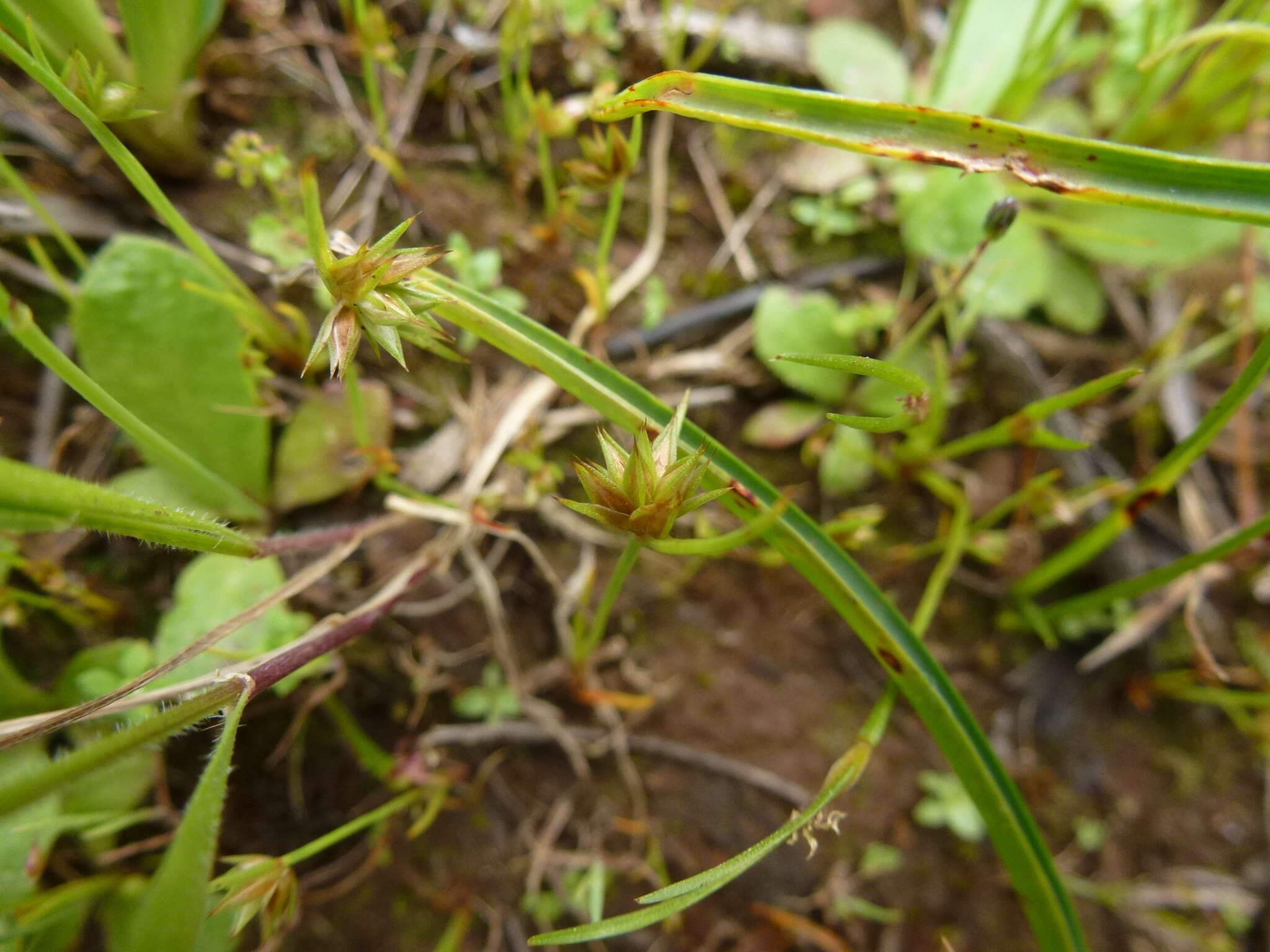 Image of dwarf rush