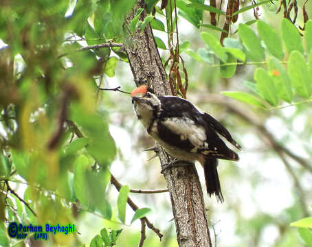 Image of Syrian Woodpecker