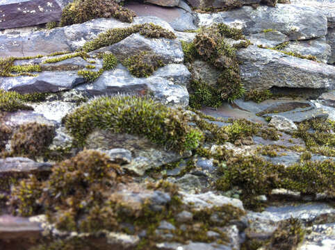 Image of coscinodon moss