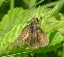 Image of Two-spotted Skipper