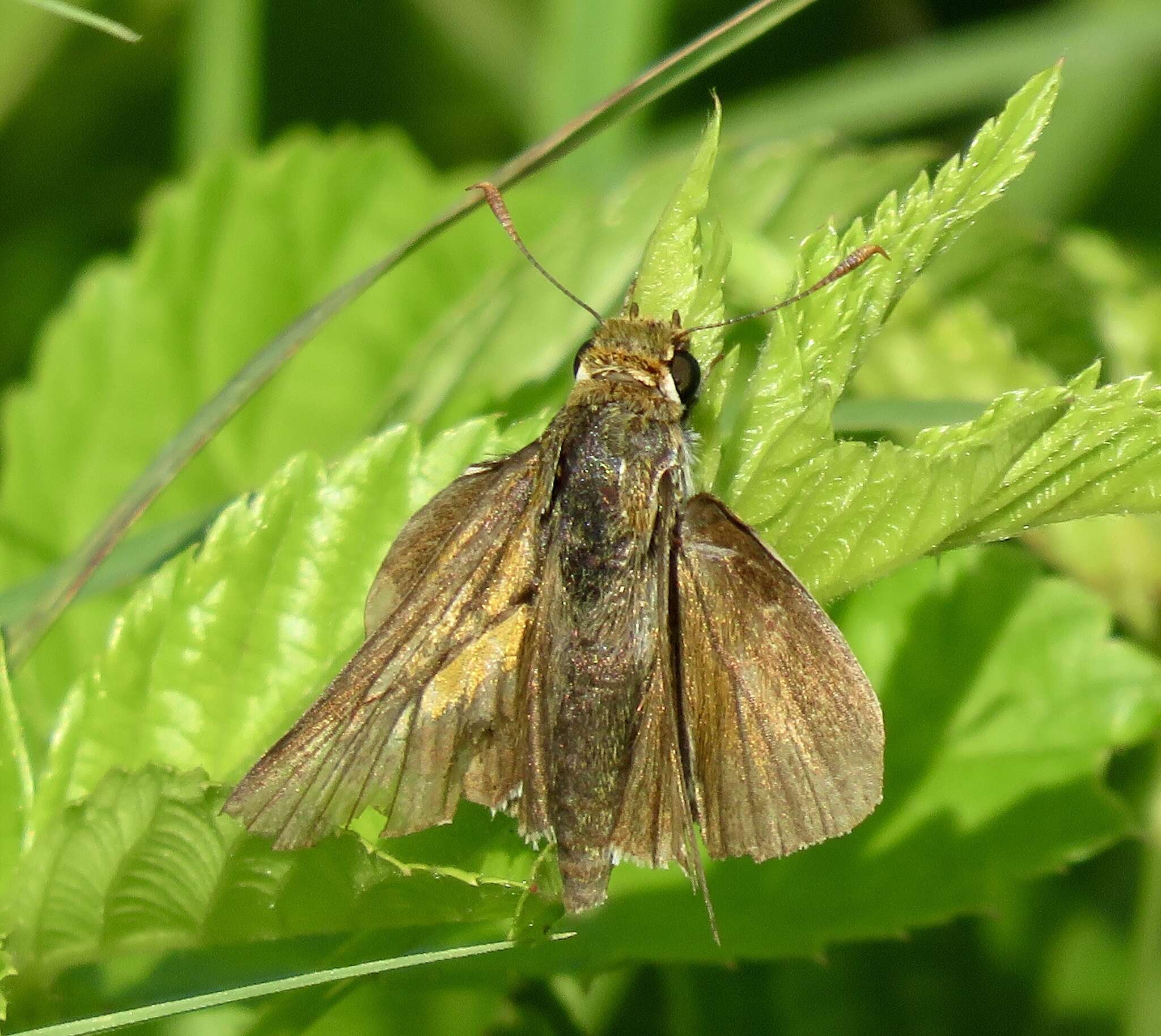 Image of Two-spotted Skipper