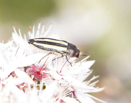 Image of Castiarina vittata (Saunders 1868)