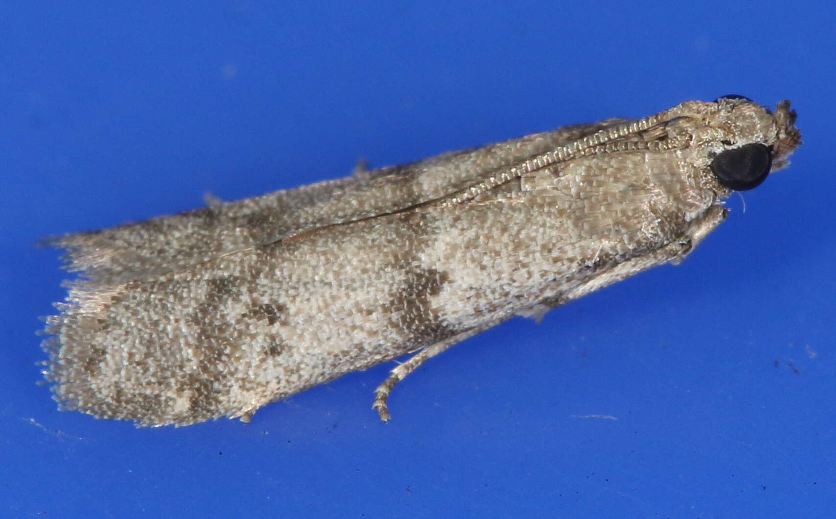 Image of Mediterranean Flour Moth