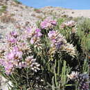 Imagem de Limonium cylindrifolium (Forsk.) Verdc. ex Cufod.