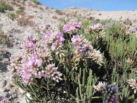 Image of Limonium cylindrifolium (Forsk.) Verdc. ex Cufod.