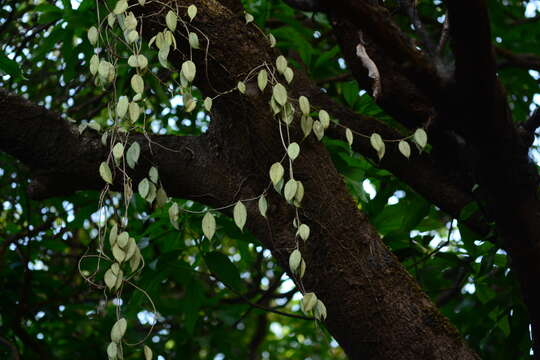 Image of Hoya wightii Hook. fil.