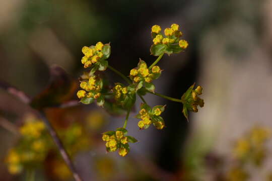 Image of Bupleurum rischawii Albov