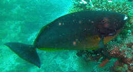 Image of Black Unicornfish