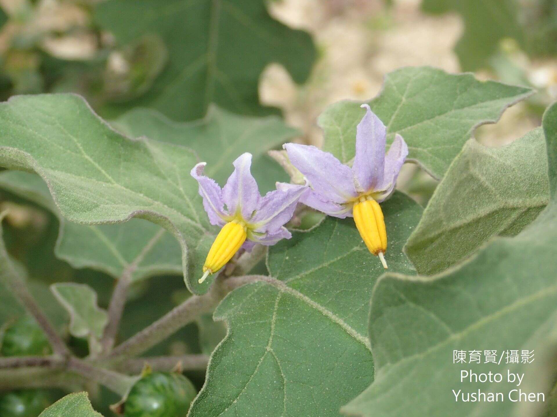 Image of Solanum violaceum Ortega