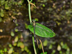 Imagem de Leptogomphus sauteri Ris 1912