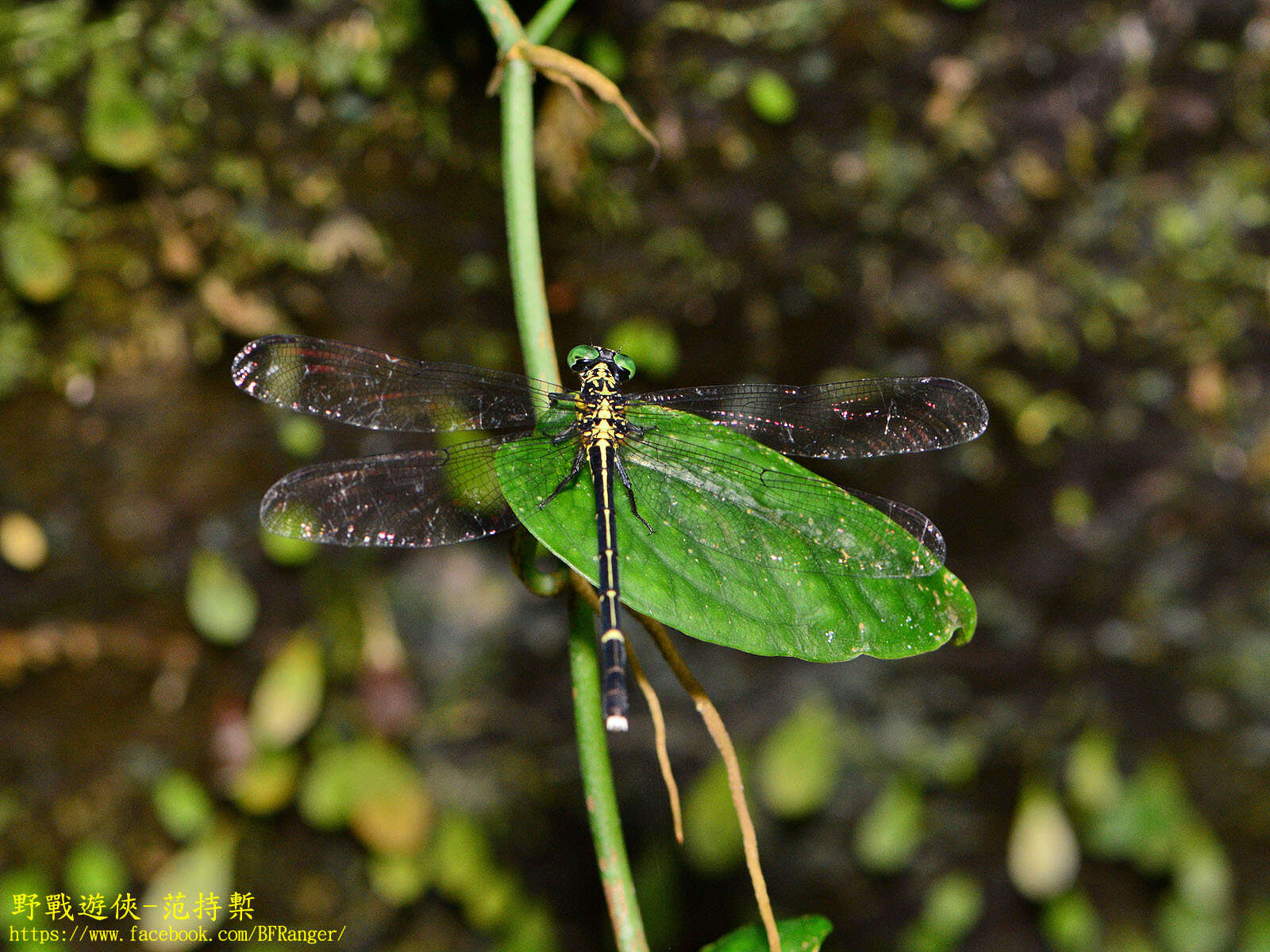 Image of Leptogomphus sauteri Ris 1912