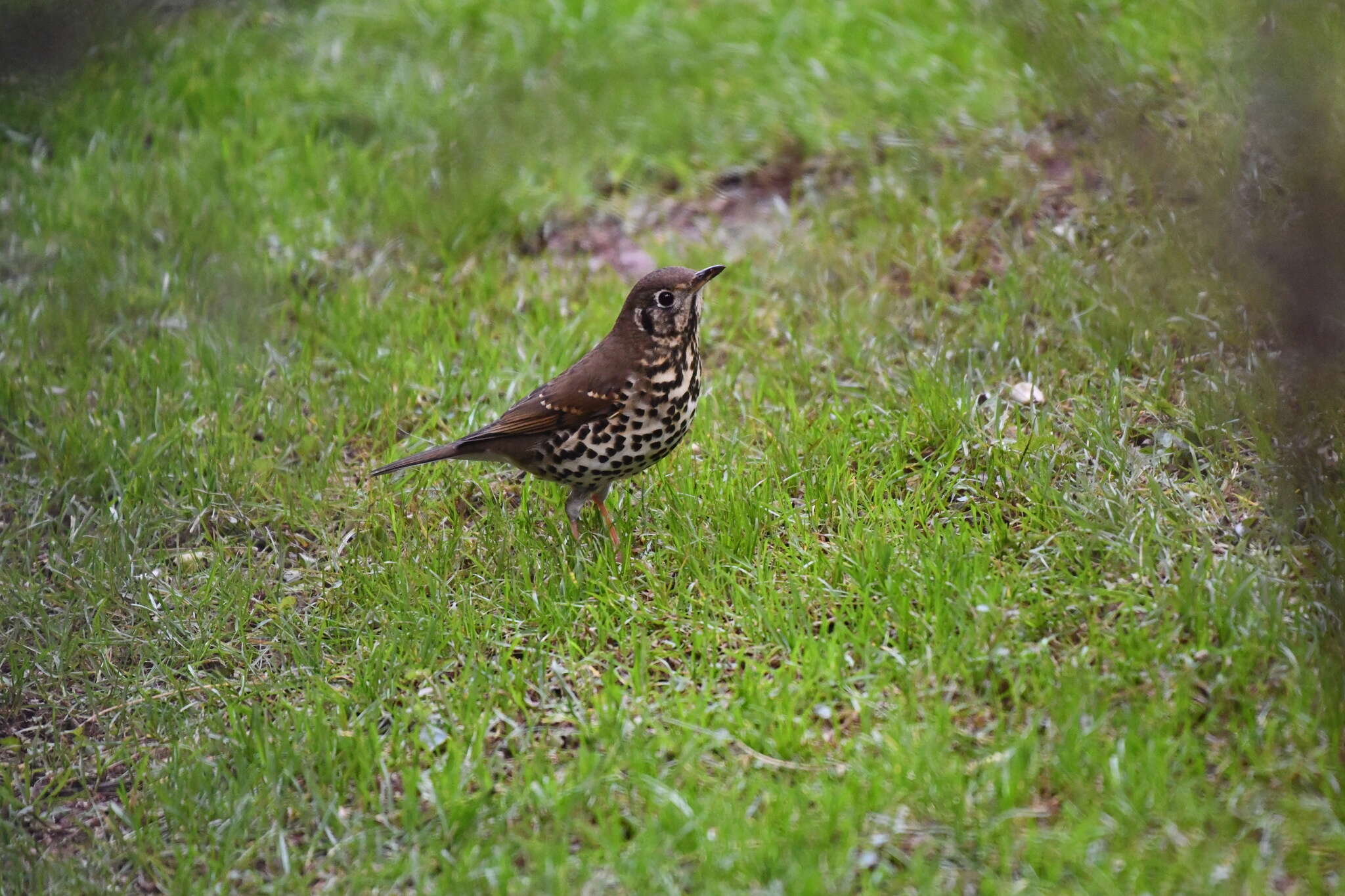 Image of Chinese Thrush