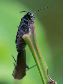 Image of Cantharis paludosa Fallén 1807