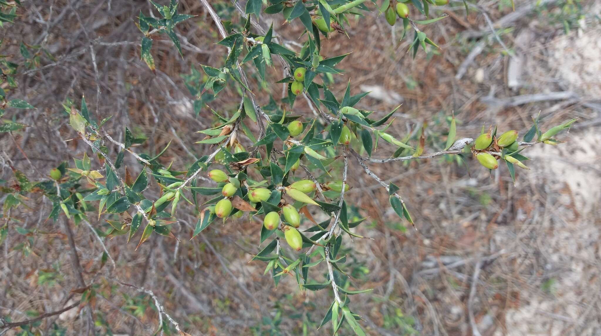 Image of Leucopogon rufus Lindl.