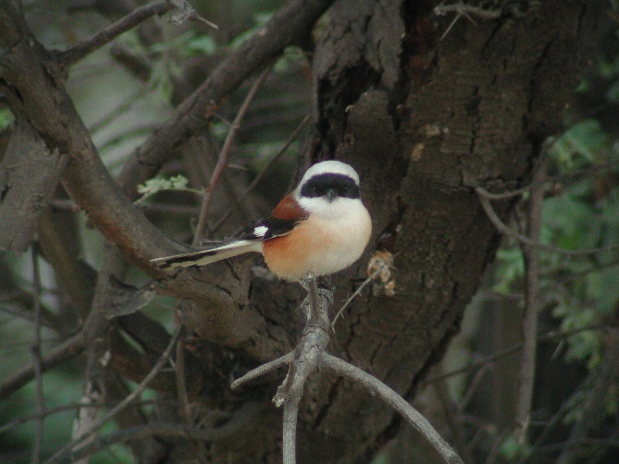 Image of Bay-backed Shrike