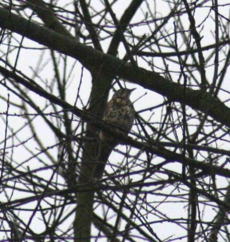 Image of Mistle Thrush