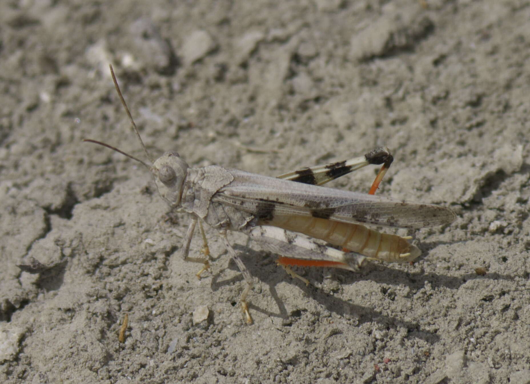 Image of Groove-headed Grasshopper