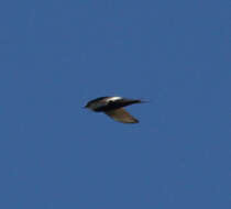 Image of African White-rumped Swift