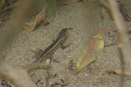 Image of Modest Whorltail Iguana