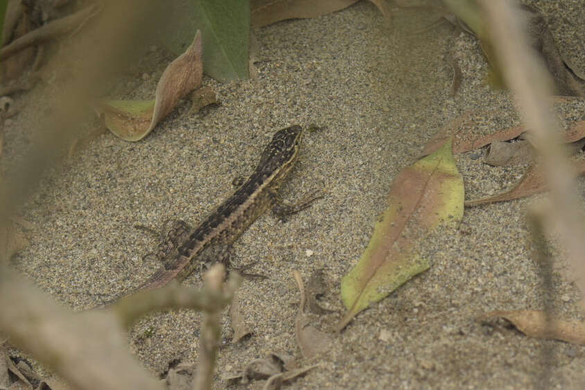 Image of Modest Whorltail Iguana