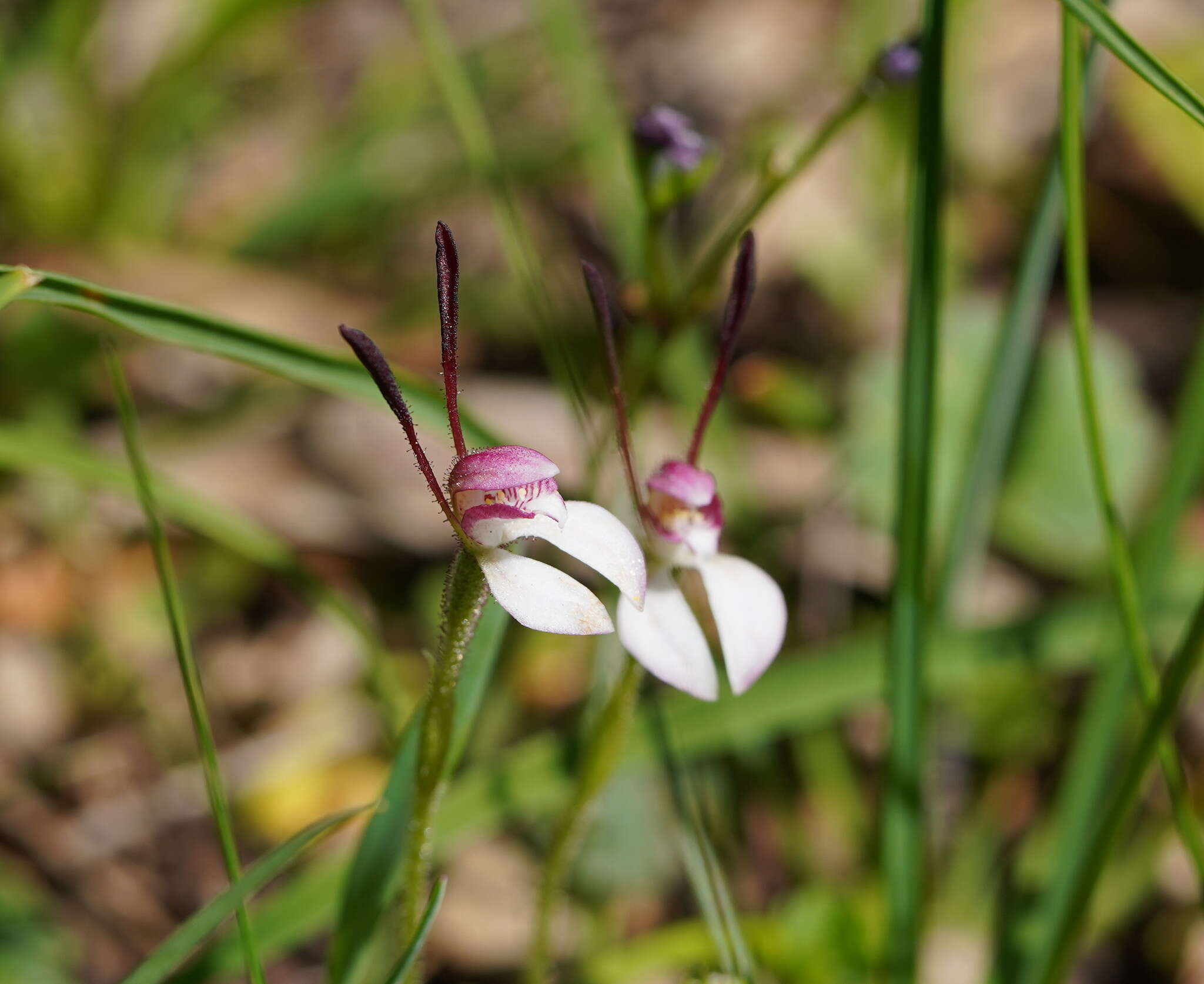 Image of Leptoceras menziesii (R. Br.) Lindl.