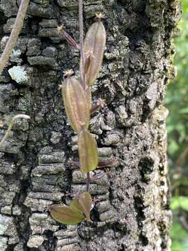 Image of Dioscorea galeottiana Kunth