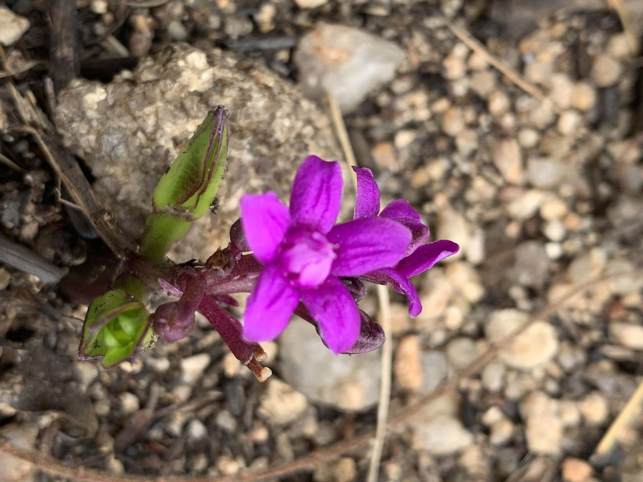 Image of Raphionacme hirsuta (E. Mey.)