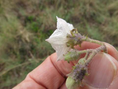 Image of Solanum lichtensteinii Willd.